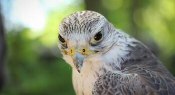 Image de Heat Resistance