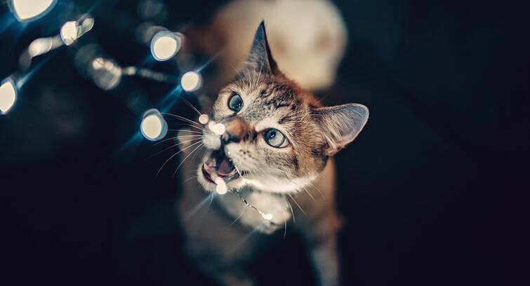 Image de Entropy Projection