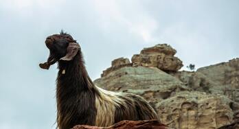 Image de Darkforce Manipulation