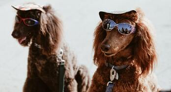 Image de Symbiote Costume