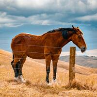 Avatar de Thomas Gérard